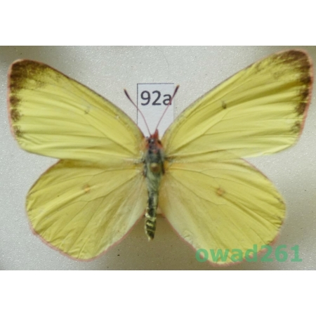 Colias interior Scudder, 1862 female USA92a